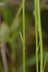 Pineland rayless goldenrod